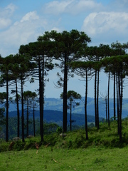 Araucaria angustifolia