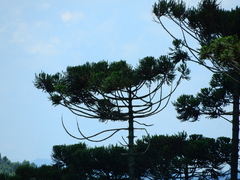 Araucaria angustifolia