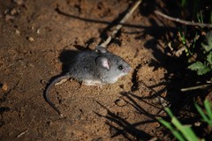 Peromyscus californicus