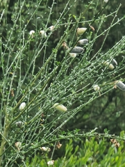 Cytisus striatus image