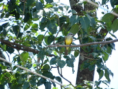 Tyrannus melancholicus