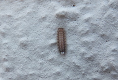 Polyxenidae