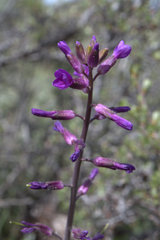 Boechera divaricarpa