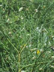 Cytisus striatus image