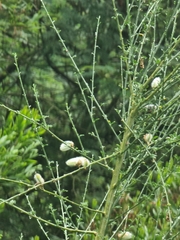 Cytisus striatus image