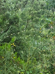 Cytisus striatus image