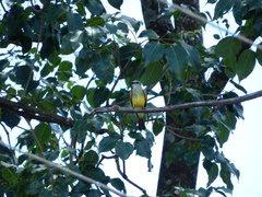 Tyrannus melancholicus