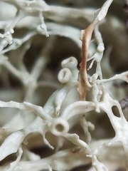 Ramalina dilacerata