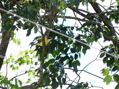 Pitangus sulphuratus