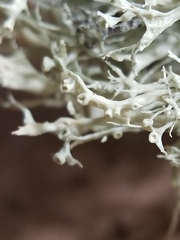 Ramalina dilacerata