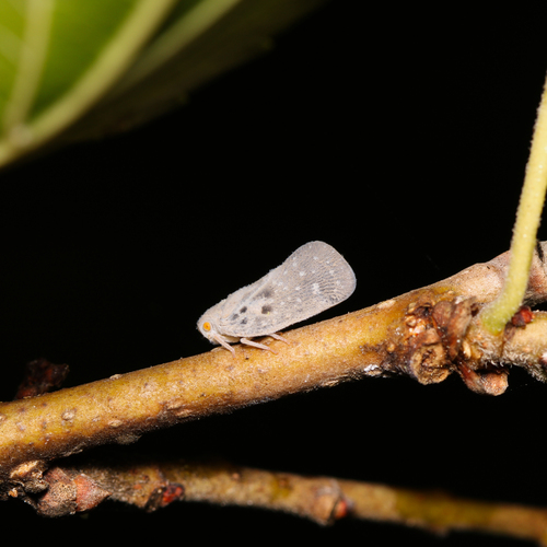 Citrus flatid planthopper