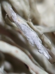 Ramalina dilacerata
