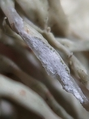Ramalina dilacerata