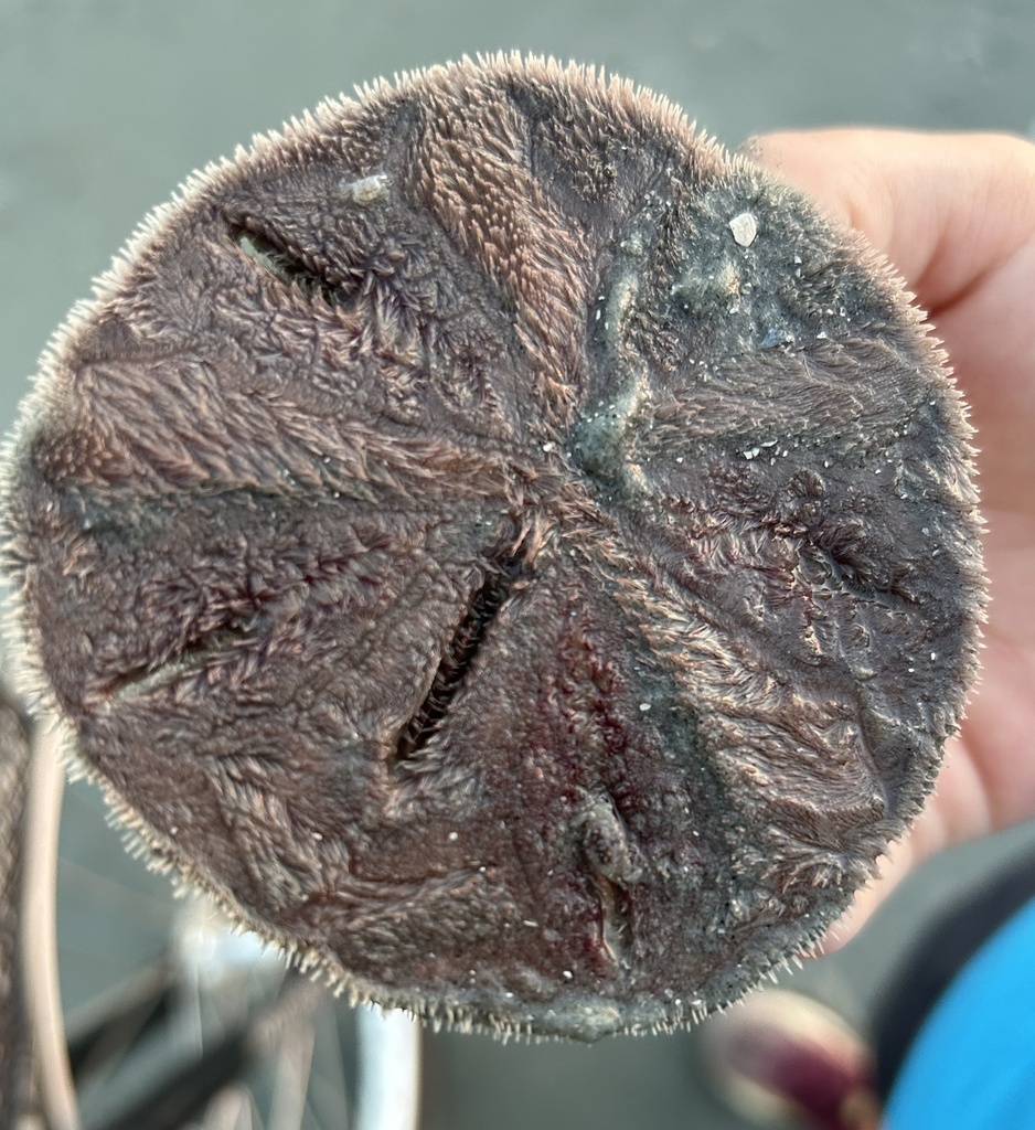 sand-dollar pea crab