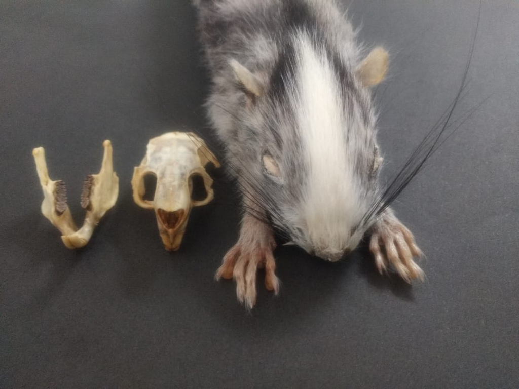 Painted Tree-rat