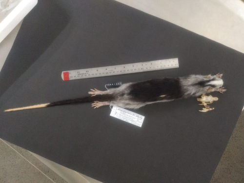 Painted Tree-rat
