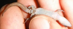 Sphaerodactylus vincenti