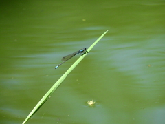 Coenagrionidae