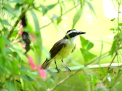 Pitangus sulphuratus