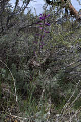 Boechera divaricarpa