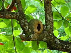 Furnarius rufus