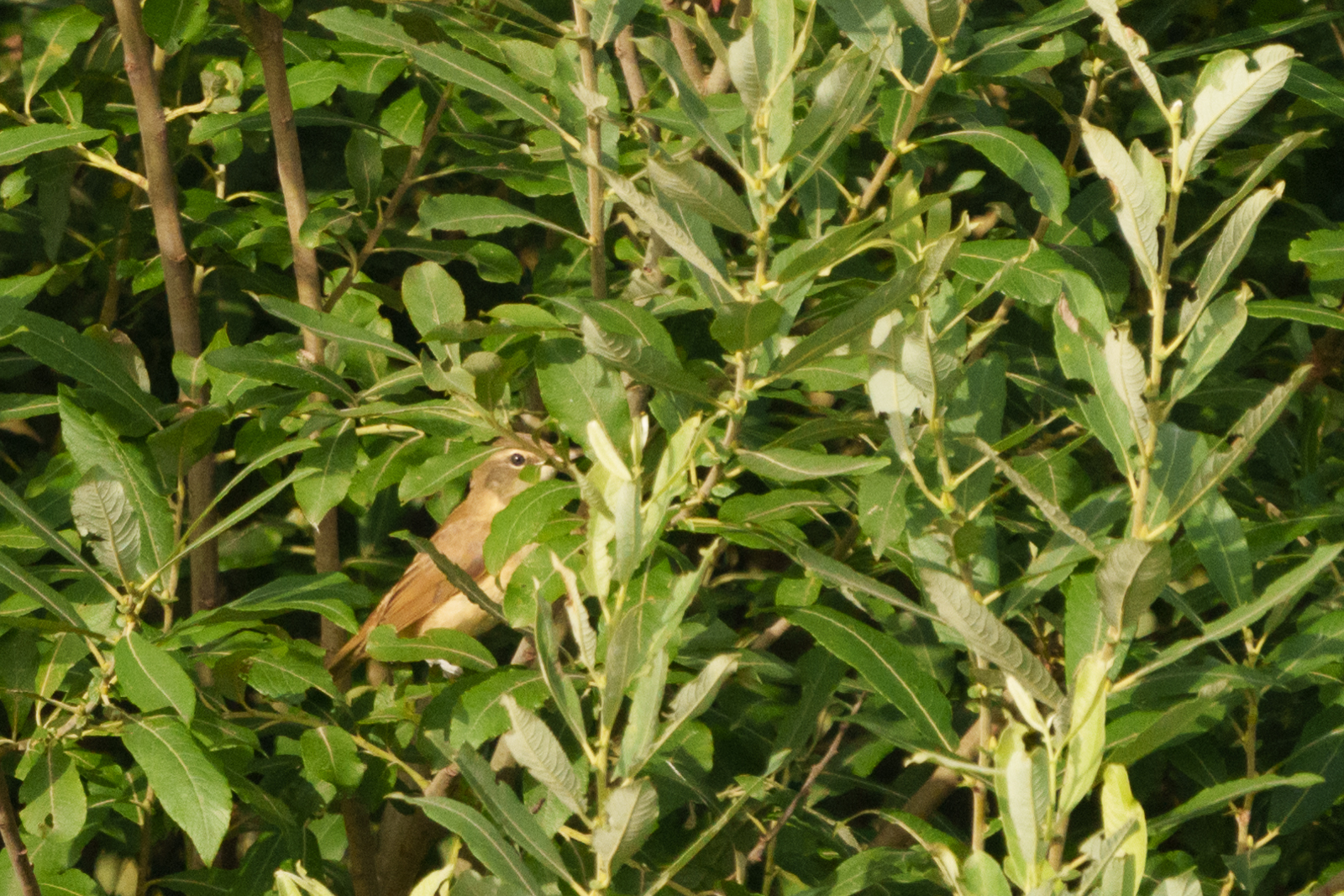 Great Reed Warbler