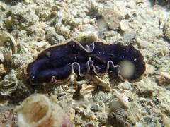 Pseudobiceros hancockanus