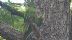 Psittacara leucophthalmus