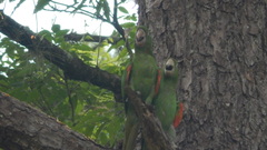 Psittacara leucophthalmus