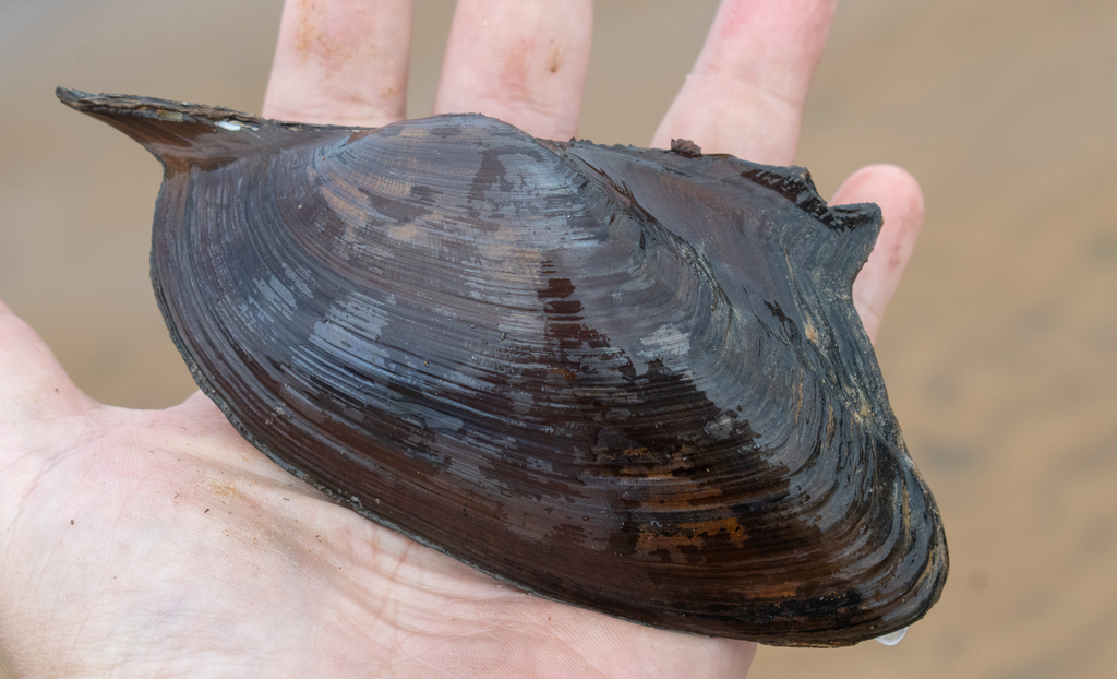 Prisodon obliquus
