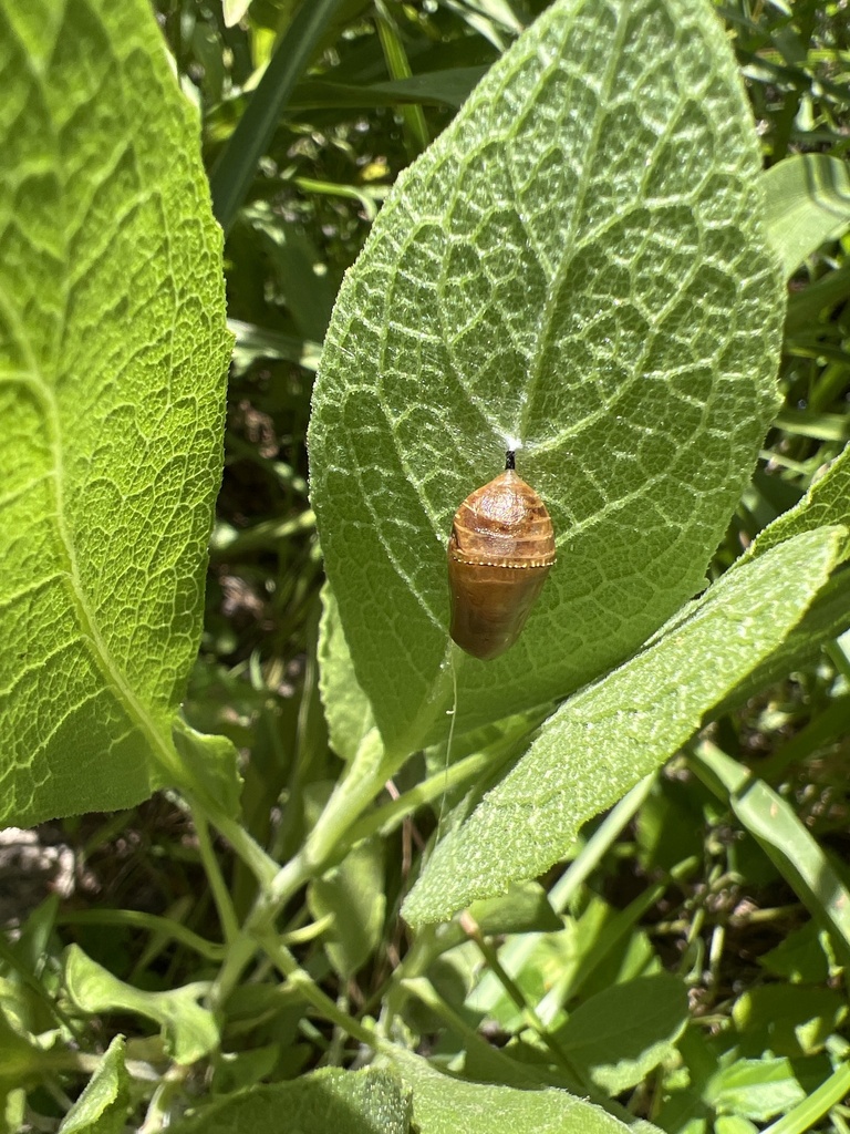 Insects from South Padre Island, South Padre Island, TX, US on July 23 ...