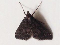 Proternia philocapna