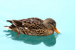 Anas platyrhynchos