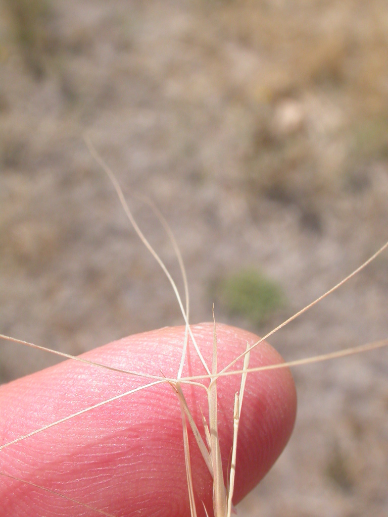 Purple three-awn (Plants of Lake Mead National Recreation Area)   iNaturalist