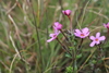 Chaenostoma aethiopicum - Photo (c) Grant Forbes, some rights reserved (CC BY-NC), uploaded by Grant Forbes