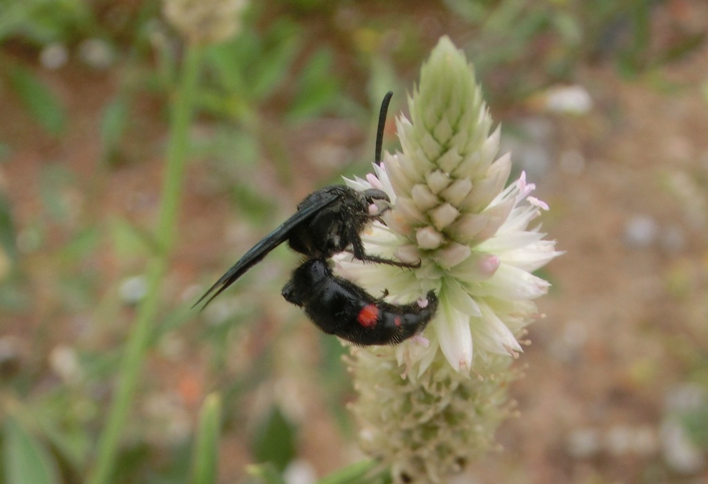 Scolia binotata from 台灣雲林縣 on July 26, 2023 at 03:38 PM by r88621108 ...