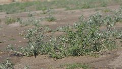 Cryptantha maritima maritima