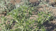 Cryptantha maritima maritima