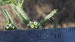 Cryptantha maritima maritima