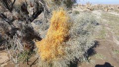 Cuscuta psorothamnensis