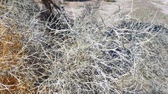 Cuscuta psorothamnensis