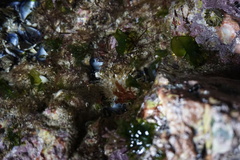 Urticina felina