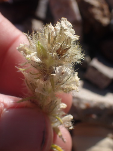 Image of Oreocarya sobolifera by no rights reserved