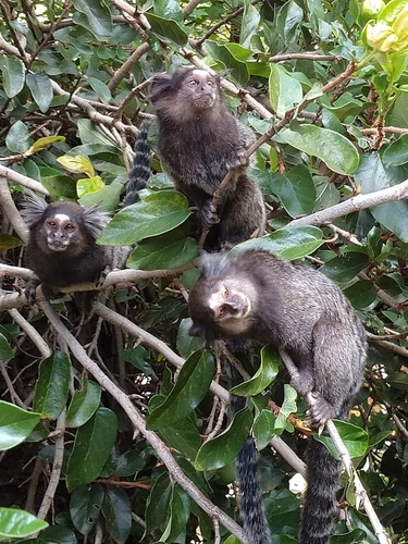Common × Black-tufted-ear Marmoset