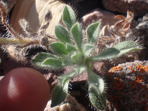 Image of Oreocarya sobolifera by no rights reserved