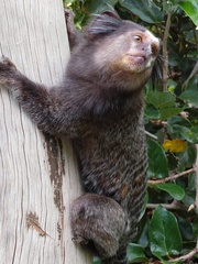 Callithrix jacchus × penicillata