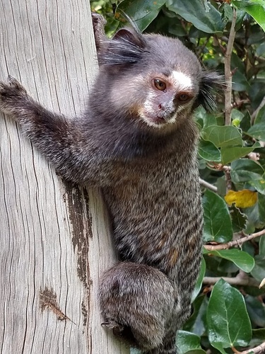 Common × Black-tufted-ear Marmoset