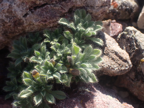 Image of Oreocarya sobolifera by no rights reserved