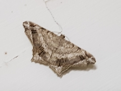 Chiasmia translineata