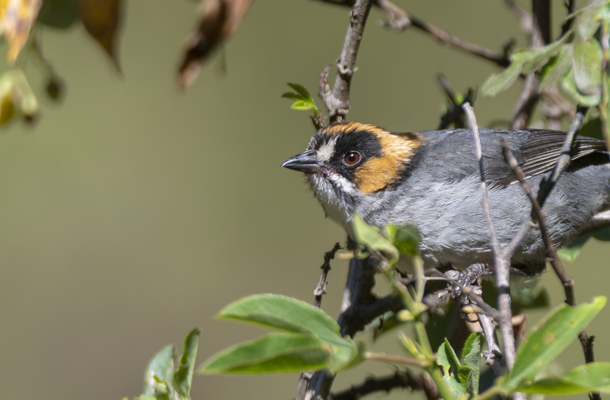 Black-spectacled Brushfinch (Atlapetes melanopsis), photo 3